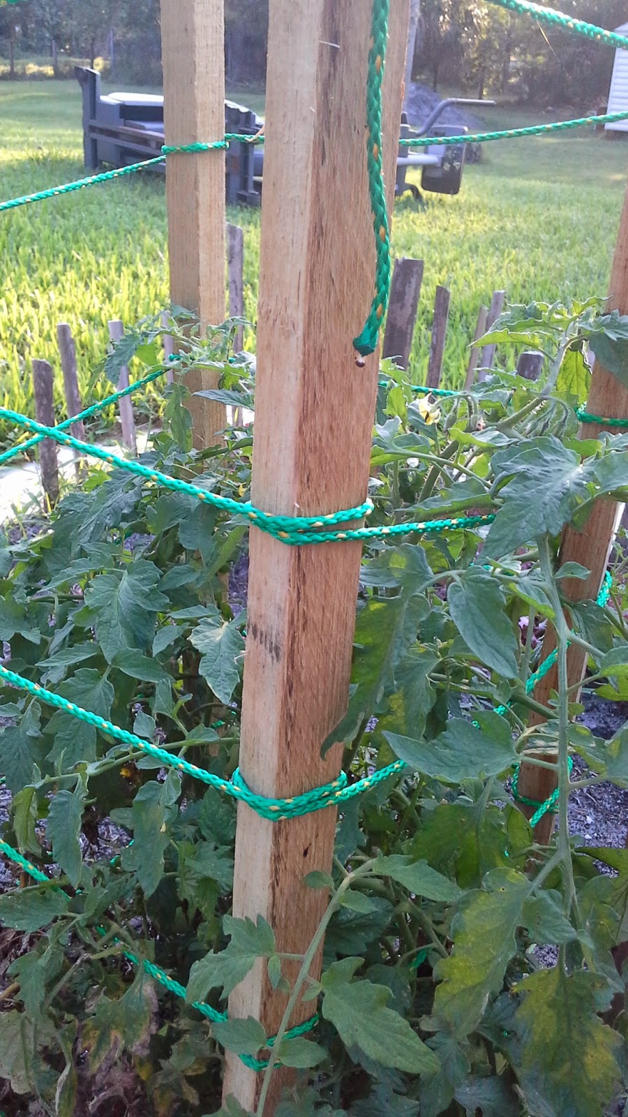 How to Stake up Tomato Plants So They Don't Fall Over Pissed off Gardener
